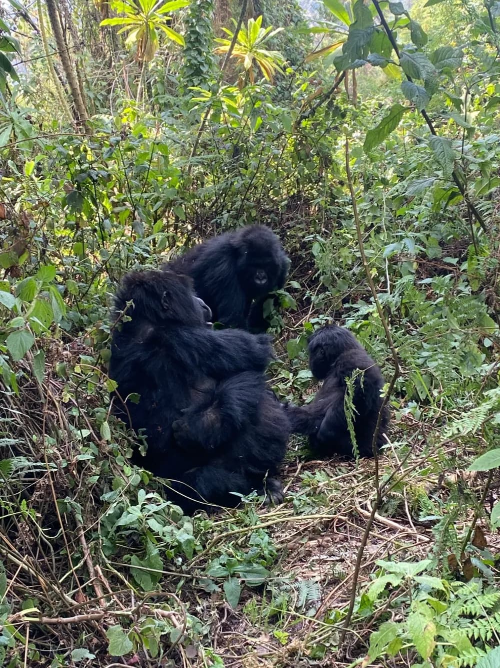 Gorilla